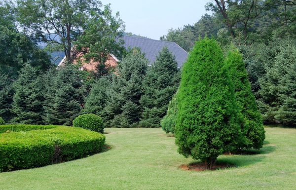 Tree Installation