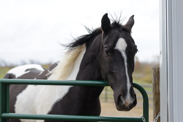 The Butler Tech Natural Science Center in Monroe, Ohio, features high school programs in equine science, landscape science and vet science.