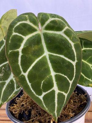 Anthurium Crystallinum