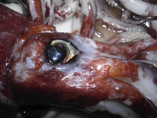 Try an evening squid fishing cruise!