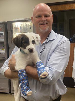 Arnold getting ready for custom braces to correct his paw deformity.