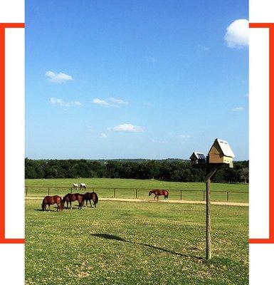 Austin Stables