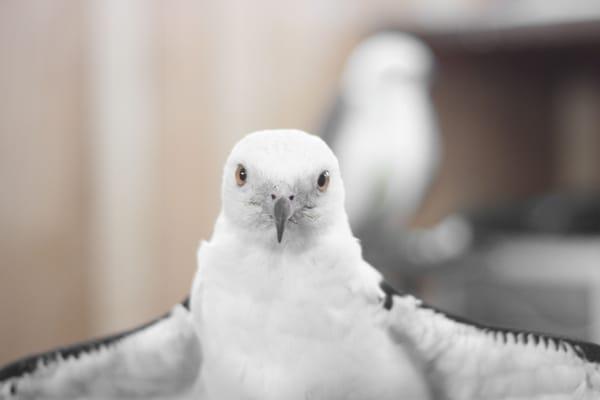 Swallow Tailed Kite