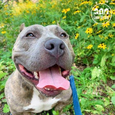 George is all smiles after his walk!