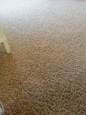 Super clean carpet!!  #cleancarpet