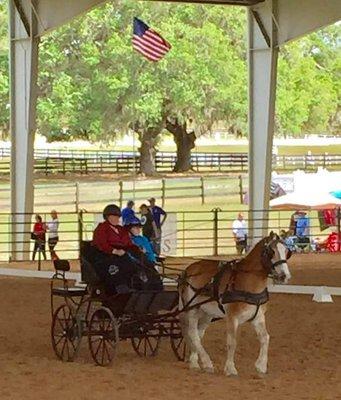 Inspire Equine Therapy Program