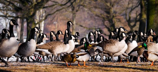 Kettle Moraine Geese Control