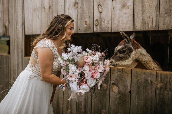 Our Alpacas love to be loved