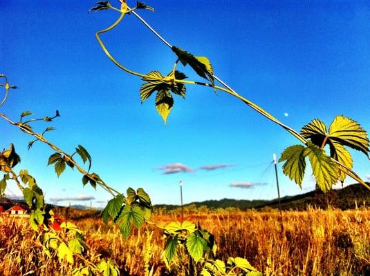 Hops at the beer farm in Alton.