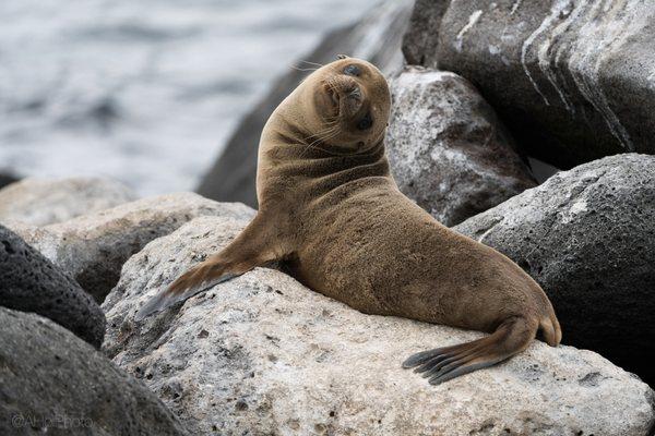 Galapagos: curious pup