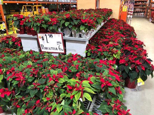 The poinsettias are Almost completely green! The red bracts are soooo small