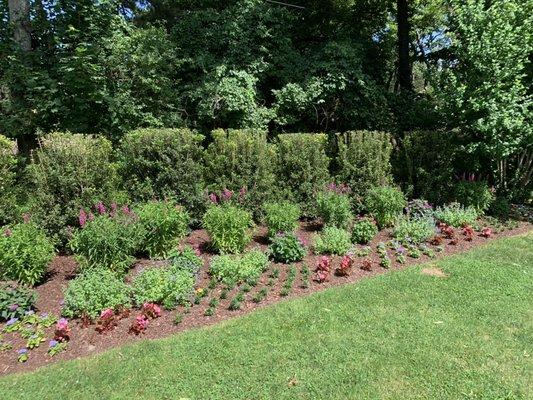 Perennial garden osmanthus hedge