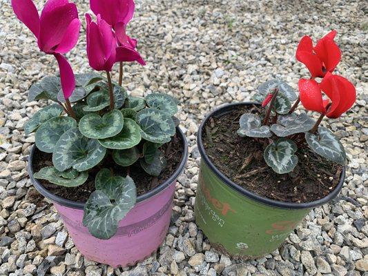 Cyclamen