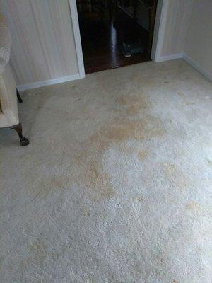 This is what the carpet look like before we could treat it with our special pre-treat to dissolve heavy soiled and stains from carpet