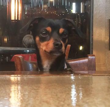 Wine bar dogs welcome. Leashed and well-behaved, of course.