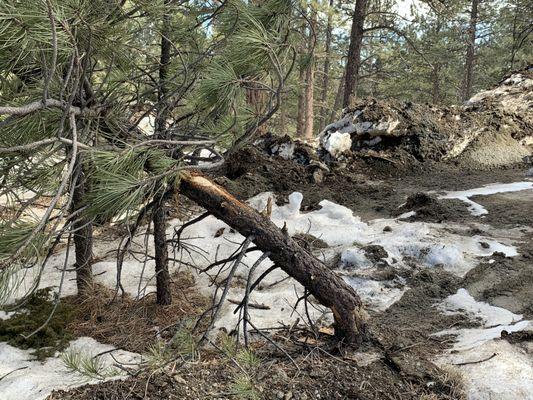 One of many damaged trees...note large pile of debris in background