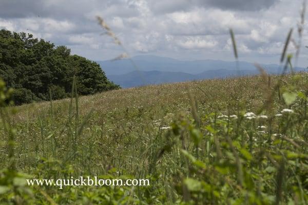 Max Patch on the Appalachian Trail - Pure Expression!