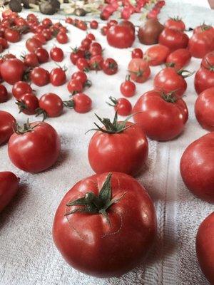 Vine-ripened tomatoes, all winter long.