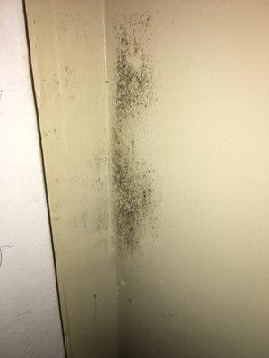 Black mold in my mother's room