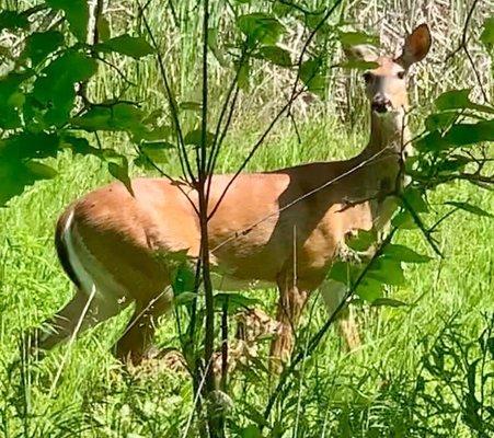 Doe & fawn