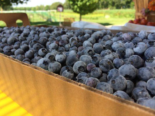 Fresh locally grown Blueberries