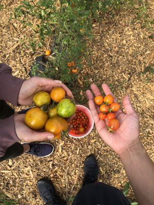 The most flavorful tomatoes ever!