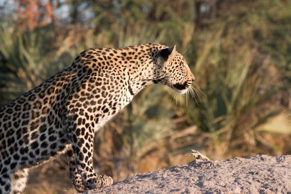 African Safari wildlife