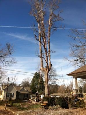 Belmont Tree and Landscaping