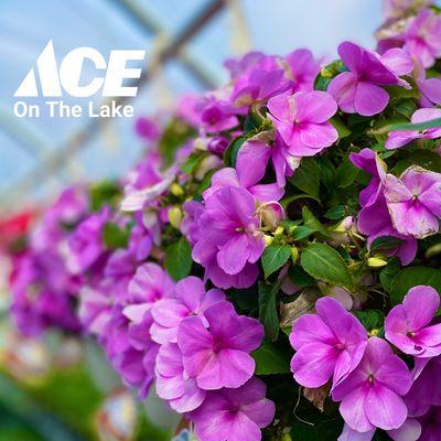 Ace On The Lake's 2021 Greenhouse is OPEN!