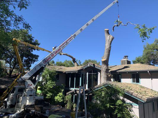 Large oak removal near clear lake