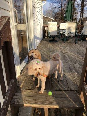 Glenda's Grooming "puppy cut" in winter.