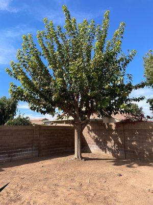 Mulberry tree and yard after service