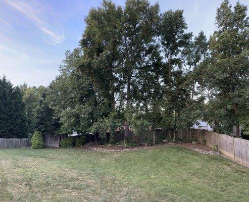 Back tree line of sweet gum ball trees