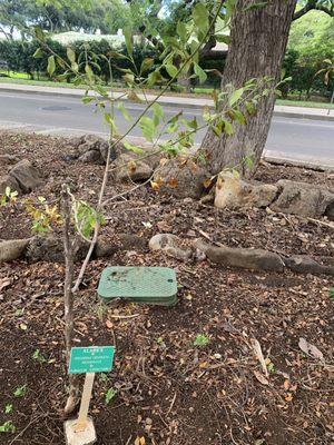 Indigenous plant Alahe'e of the coffee family.