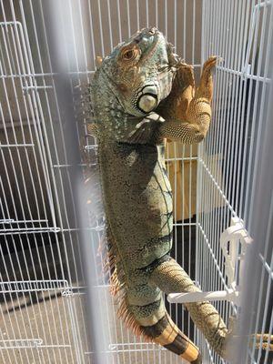 XXXL iguanas for sale