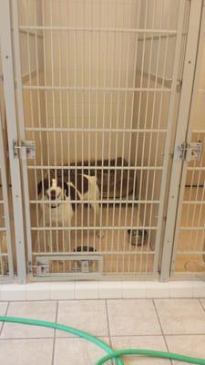 Our Boarding facility is indoor ( heated and air-conditioned). The kennels are 6' x 3 1/2'   $15 per night .  10% of for mult...