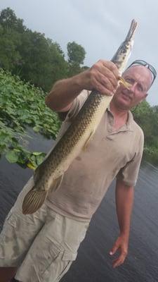 Alligator GAR