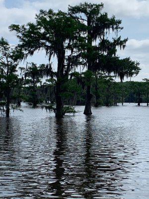 Bald cypress trees are amazing!