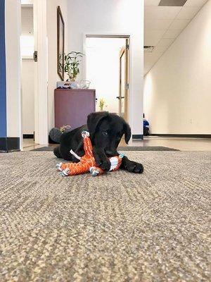 Ranger loves playing with toys