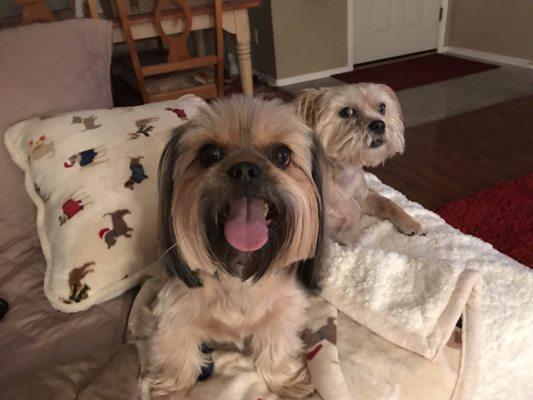 Levi & Harley! Shorkie brothers! So lovable