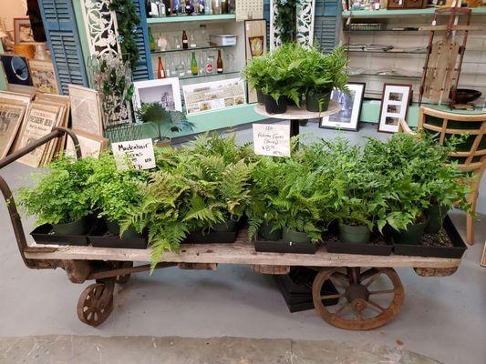 Different types of ferns for sale