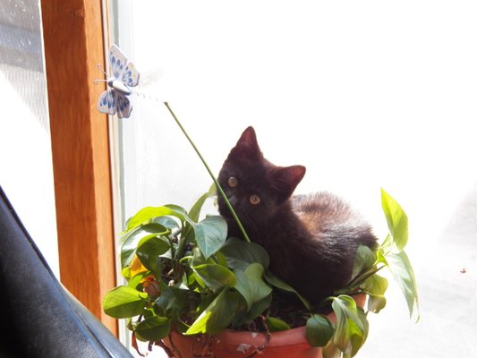 What cat doesn't like plants? We can help