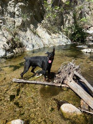 kilo on our 2 mile hike