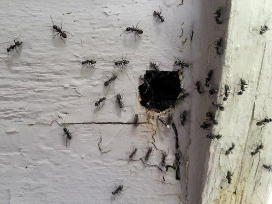 Get Rid of Carpenter Ants