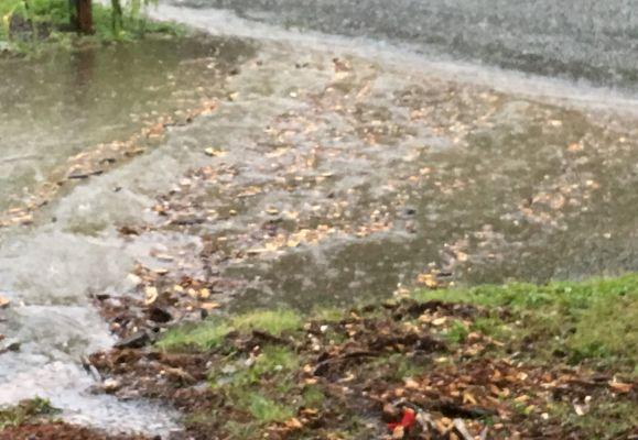 Tree debris spread after heavy rain.