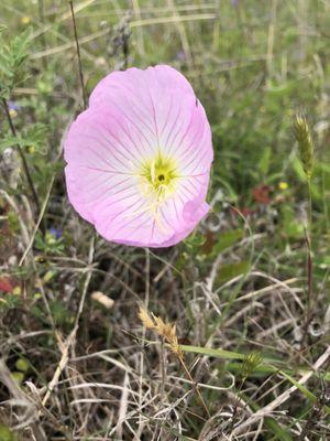 Pink ladies flower