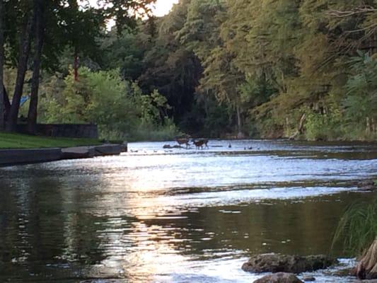 Deer crossing the river