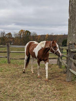 Even in the winter my hard keeper keeps weight as Lisa consults owner and nutritionist to keep horses in their best shape