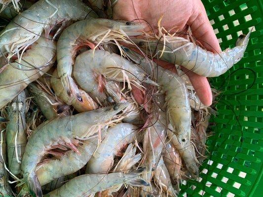 Fresh jumbo shrimp