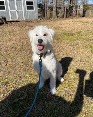 Our puppy after a bath and trim at Snazzy Dog.